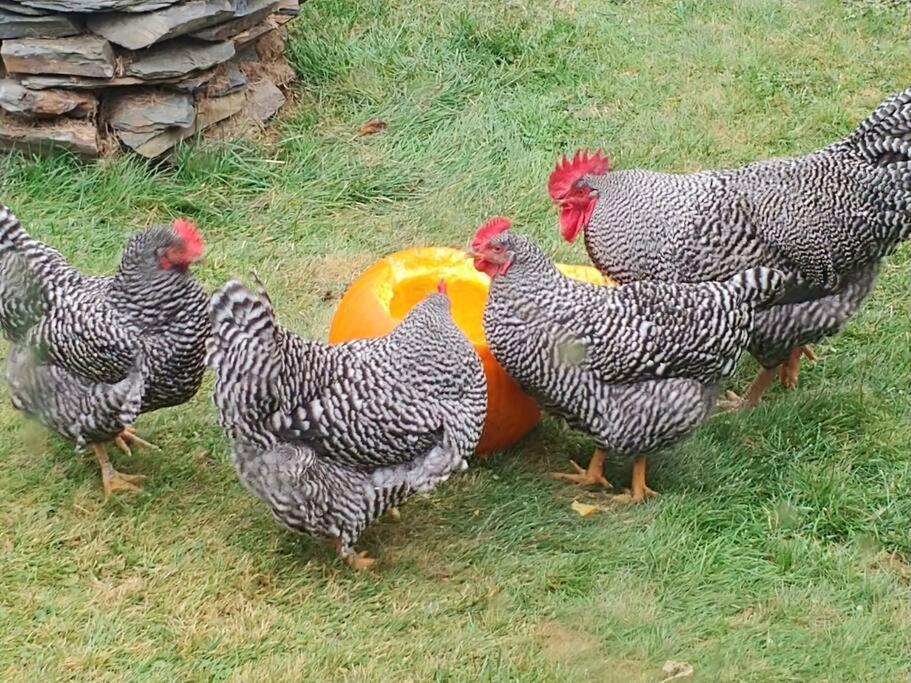 Spacious Country Retreat Close To Town And Nature, Sylvana Farm Vt مونبلييه المظهر الخارجي الصورة